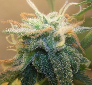 cannabinoids-cannabis-hempstore